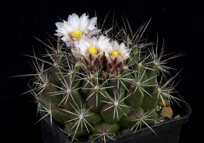 Обои картинки фото цветы, кактусы, цветок