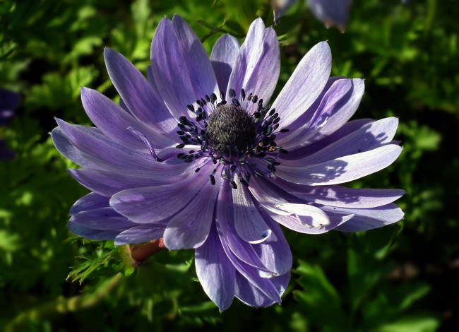 Обои картинки фото цветы, анемоны,  сон-трава, макро