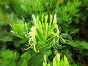 Картинка цветы цветущие+деревья+ +кустарники макро