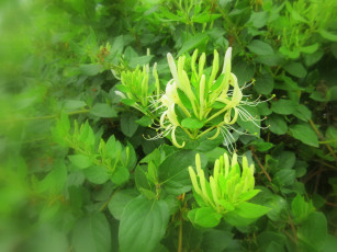 Картинка цветы цветущие+деревья+ +кустарники макро