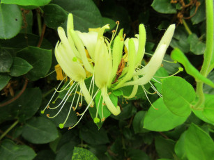 Картинка цветы цветущие+деревья+ +кустарники макро