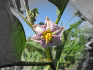 Картинка цветы цветущие+овощи +ягоды баклажан