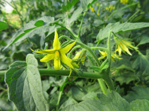 Картинка цветы цветущие+овощи +ягоды помидоры