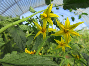 Картинка цветы цветущие+овощи +ягоды помидоры