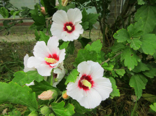 Картинка цветы гибискусы белые