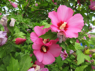 Картинка цветы гибискусы розовые