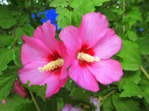 Картинка цветы гибискусы розовые