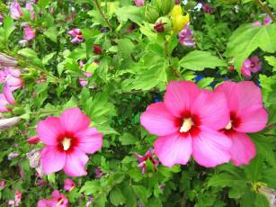 Картинка цветы гибискусы розовые