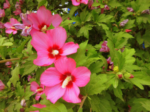 Картинка цветы гибискусы розовые