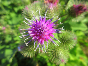 Картинка цветы луговые+ полевые +цветы лопух