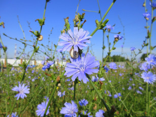 Картинка цветы луговые+ полевые +цветы луг