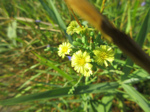 Картинка цветы луговые+ полевые +цветы макро