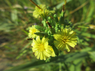 Картинка цветы луговые+ полевые +цветы макро