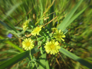 Картинка цветы луговые+ полевые +цветы макро