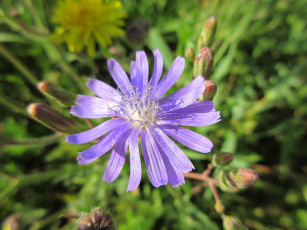 Картинка цветы луговые+ полевые +цветы макро