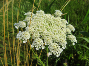 Картинка цветы луговые+ полевые +цветы зонтик