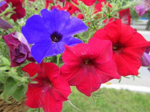 Картинка цветы петунии +калибрахоа петуния