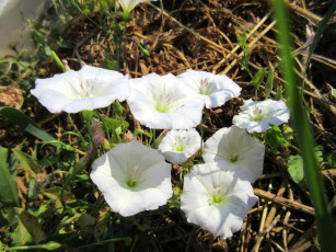 Картинка цветы вьюнки +ипомеи берёзка дикий вьюнок