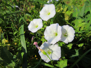 Картинка цветы вьюнки +ипомеи дикий вьюнок берёзка