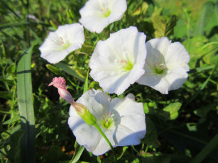 Картинка цветы вьюнки +ипомеи дикий вьюнок берёзка