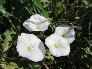 Картинка цветы вьюнки +ипомеи дикий вьюнок берёзка