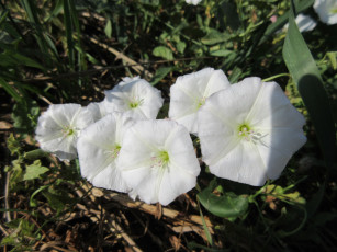 обоя цветы, вьюнки,  ипомеи, дикий, вьюнок, берёзка