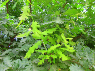 Картинка природа листья дуб