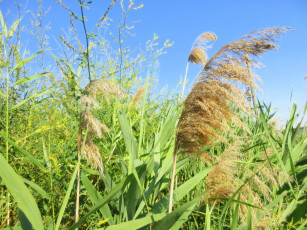 Картинка природа макро камыш