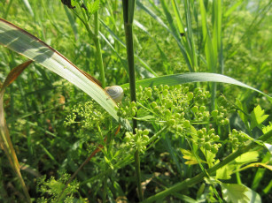 Картинка природа макро трава