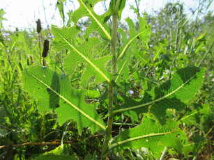 Картинка природа макро трава