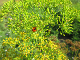 Картинка природа макро укроп