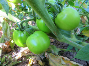 Картинка природа плоды помидоры томаты