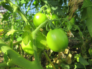 Картинка природа плоды помидоры томаты