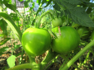 Картинка природа плоды помидоры томаты