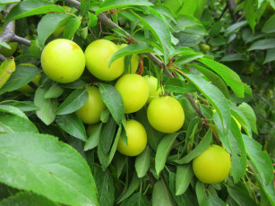 Картинка природа плоды слива