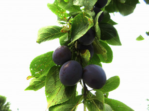 Картинка природа плоды слива