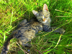 Картинка животные коты котенок