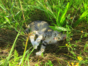 Картинка животные коты котенок