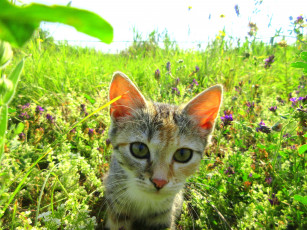 Картинка животные коты котенок