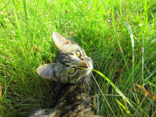 Картинка животные коты котенок