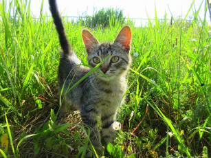 Картинка животные коты котенок