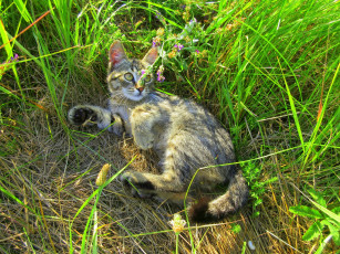 Картинка животные коты котенок