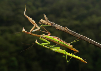 Картинка животные богомолы