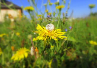 Картинка цветы луговые+ полевые +цветы луг