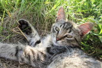 Картинка животные коты котенок