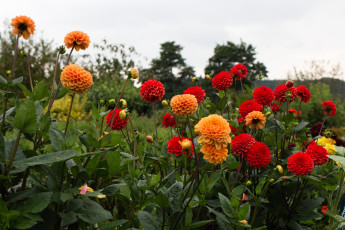 Картинка цветы георгины разноцветные