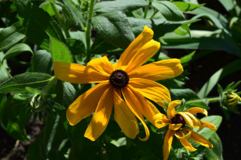 Картинка цветы желтый цвет