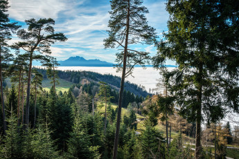 Картинка природа реки озера река лес