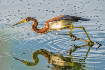 Картинка животные цапли +выпи птичка