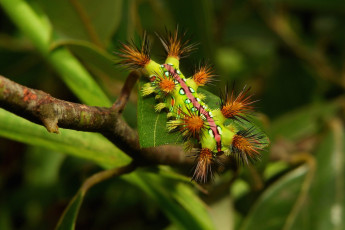 Картинка животные гусеницы гусеница